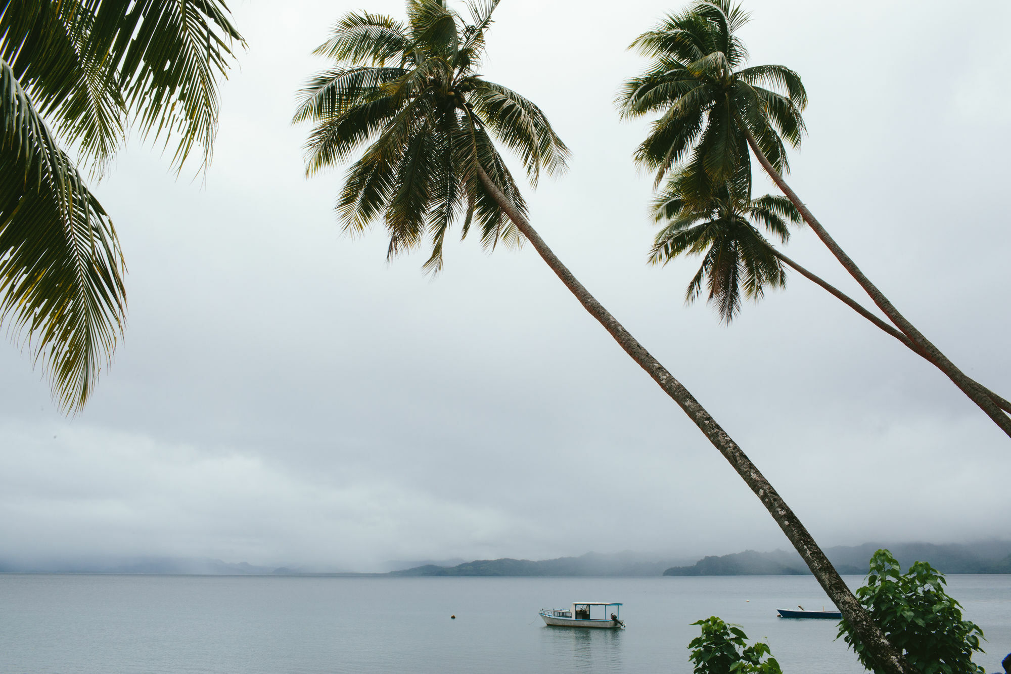 Daku 3* Savusavu